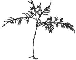 ​​​​​​​Camptochaete arbuscula var. arbuscula. Habit. Drawn from J. Child 5528, CHR 428525. Image: R.C. Wagstaff © New Zealand Institute for Bioeconomy Science 2026 CC-BY 3.0 NZ
